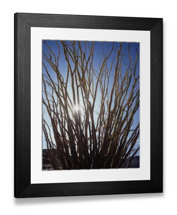 Framed Print : CTF-1005. The sun shines through an Ocotillo (Fouquieria splendens) in the Colorado Desert Framed Print : CTF-1005. The sun shines through an Ocotillo (Fouquieria splendens) in the Colorado Desert