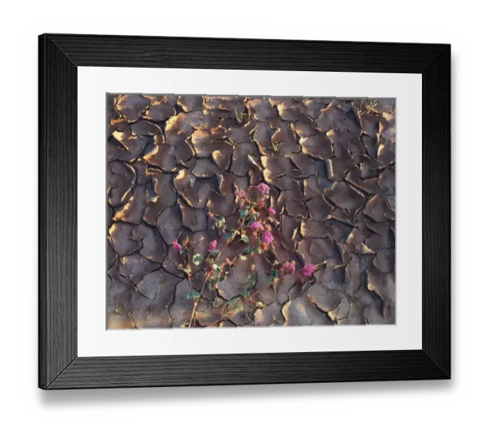 Framed Print : CTF-1040. California, Anza Borrego Desert State Park, Patterns of cracked mud