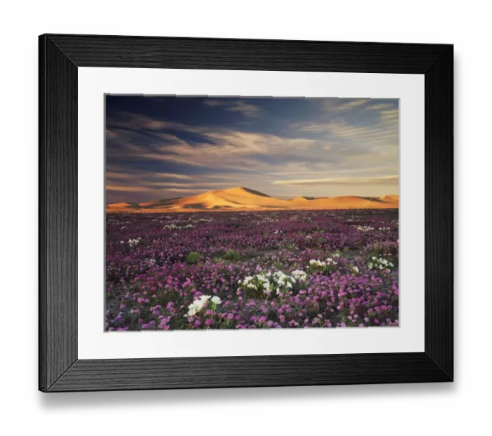 Framed Print : CTF-1082. California, Sand Verbena Wildflowers Framed Print : CTF-1082. California, Sand Verbena Wildflowers