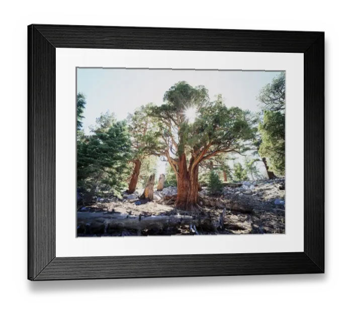 Framed Print : CTF-1133. California, Sierra Nevada Mountains