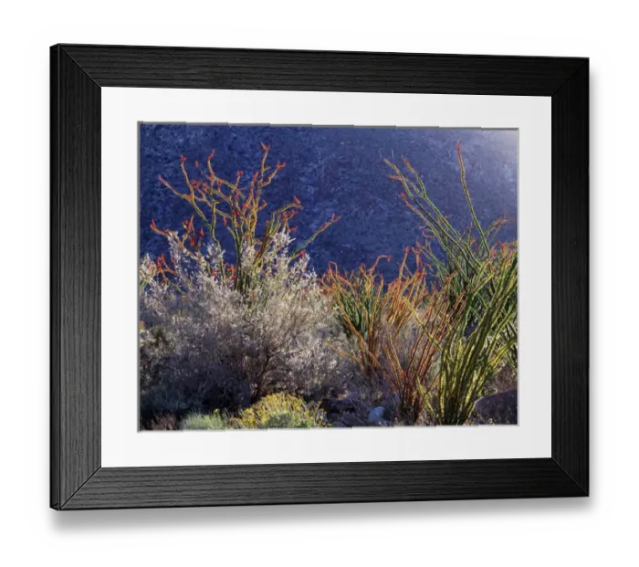 Framed Print : CTF-109. California, Anza Borrego Desert State Park, Backlit blooming Ocotillos Framed Print : CTF-109. California, Anza Borrego Desert State Park, Backlit blooming Ocotillos