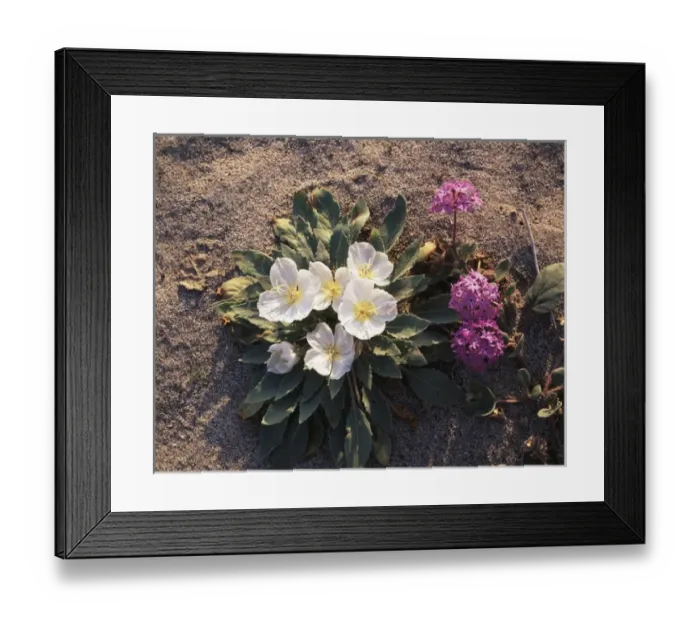 Framed Print : CTF-1159. California, Anza Borrego Desert State Park, Dune Evening Primrose 