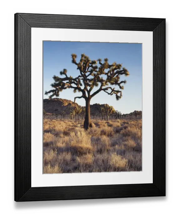 Framed Print : CTF-305. California, Joshua Tree National Park, A Joshua tree 