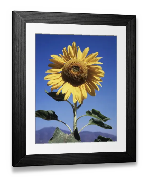 Framed Print : CTF-0461. California, A Mammoth Sunflower (Helianthus) in Spring Valley
