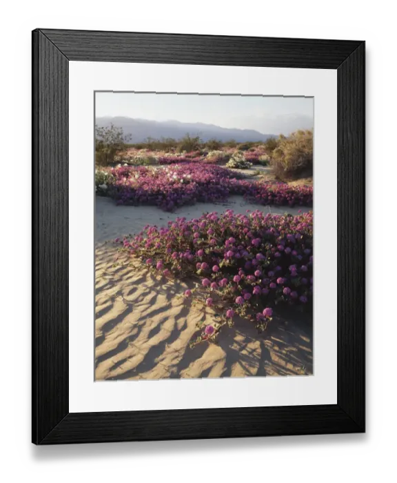Framed Print : CTF-390. California, Anza Borrego Desert State Park, Sand Verbena Wildflowers 