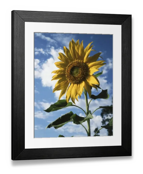 Framed Print : CTF-0462. California, A Mammoth Sunflower (Helianthus) in Spring Valley