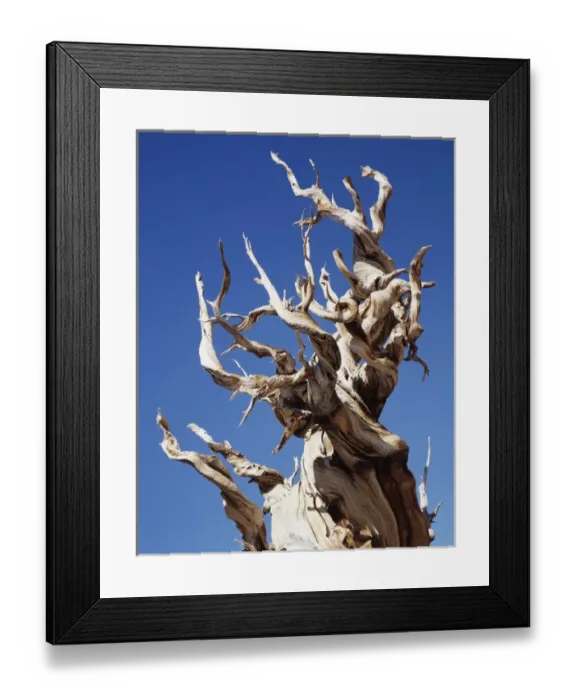 Framed Print : CTF-0640. California, White Mountains, Bristlecone pine 