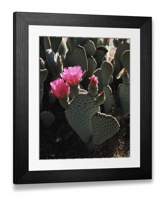 Framed Print : CTF-0477. California, Anza Borrego Desert State Park, Beavertail Cactus flowers Framed Print : CTF-0477. California, Anza Borrego Desert State Park, Beavertail Cactus flowers
