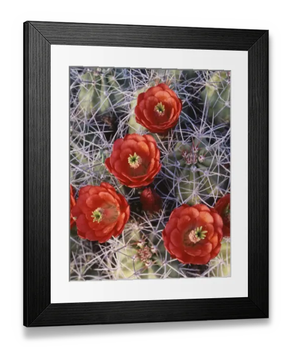 Framed Print : CTF-0746. California, Joshua Tree National Park, Claret Cup Cactus wildflowers Framed Print : CTF-0746. California, Joshua Tree National Park, Claret Cup Cactus wildflowers