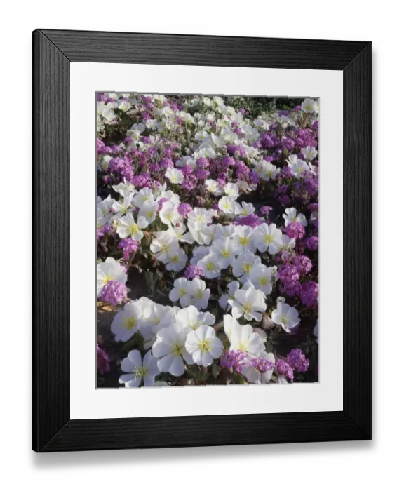 Framed Print : CTF-0801. California, Anza Borrego Desert State Park, Dune Evening Primrose Framed Print : CTF-0801. California, Anza Borrego Desert State Park, Dune Evening Primrose
