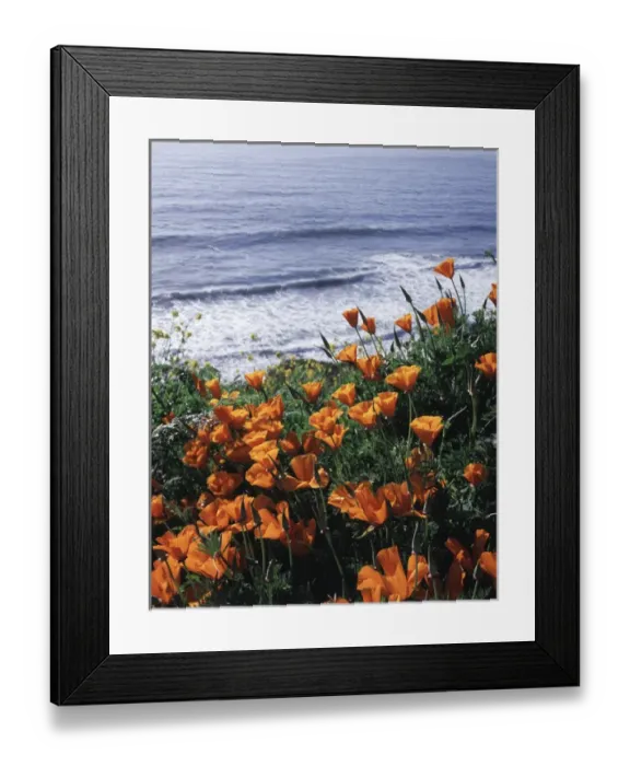 Framed Print : CTF-0826. California, Big Sur Coast, California Poppy Wildflowers Framed Print : CTF-0826. California, Big Sur Coast, California Poppy Wildflowers