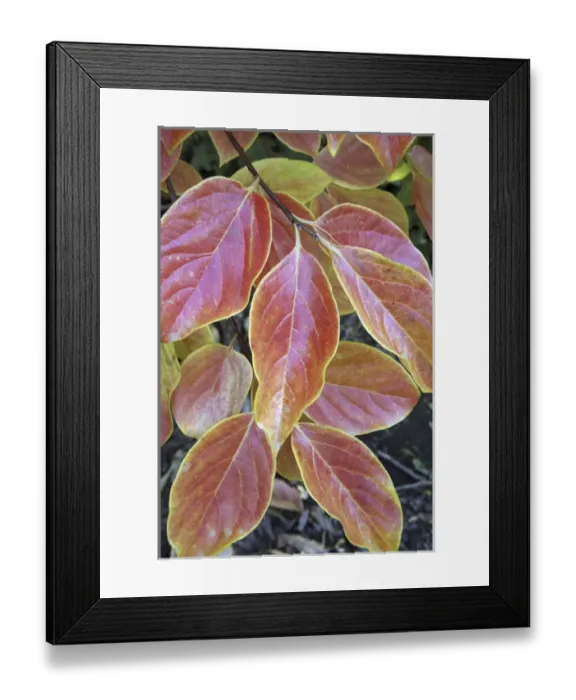 Framed Print : Fall foliage: the autumn leaves of a California persimmons tree Framed Print : Fall foliage: the autumn leaves of a California persimmons tree
