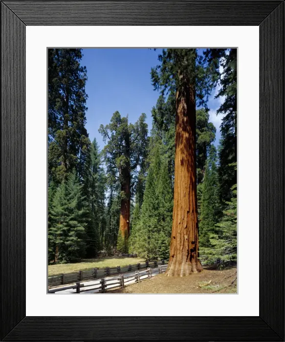 Framed Print : General Sherman tree in the background, the largest living tree (by volume), Sequoia National Park Framed Print : General Sherman tree in the background, the largest living tree (by volume), Sequoia National Park