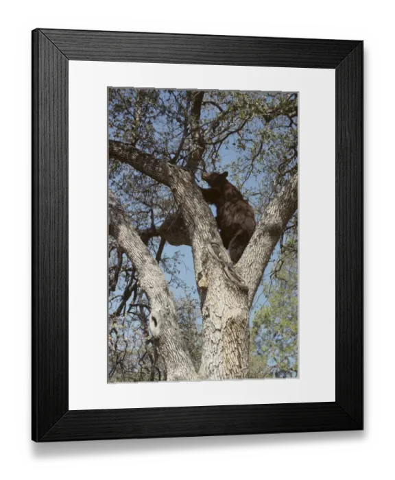 Framed Print : USA, California, Black Bear in Oak Tree, Sequoia and Kings Canyon National Park Framed Print : USA, California, Black Bear in Oak Tree, Sequoia and Kings Canyon National Park