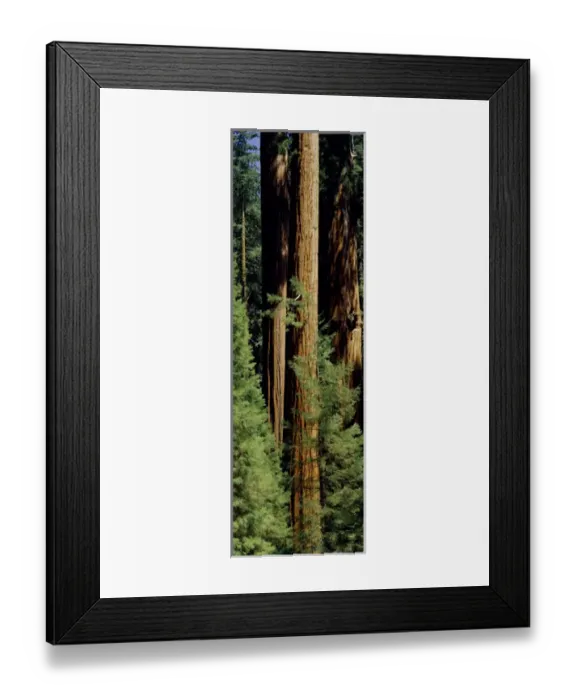 Framed Print : Mid section of Giant Sequoia trees in Sequoia Kings Canyon National Park, California
