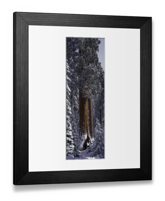 Framed Print : Giant Sequoia tree covered in fresh snow, Sequoia Kings Canyon National Park, California