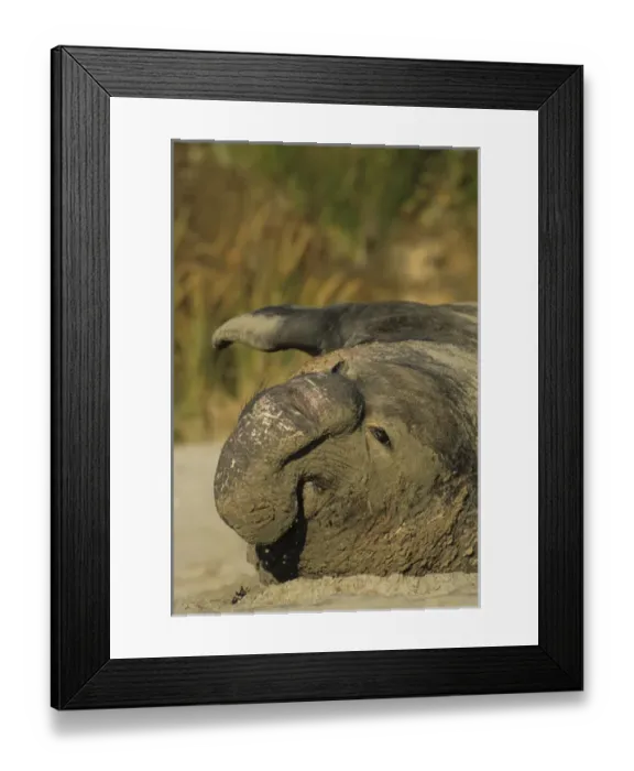 Framed Print : USA, California, Northern Elephant Seal, Ano Nuevo State Park Framed Print : USA, California, Northern Elephant Seal, Ano Nuevo State Park