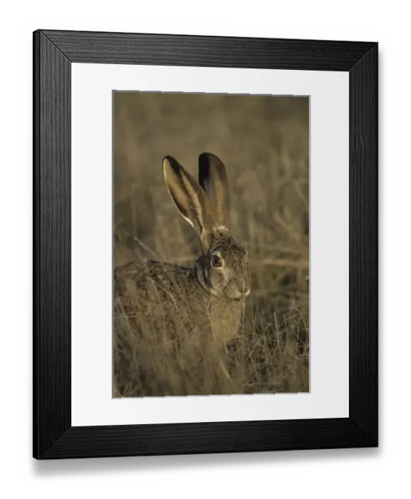 Framed Print : USA, Black-tailed Jackrabbit