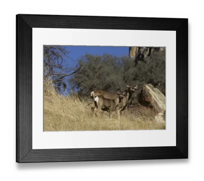 Framed Print : USA, California, Mule Deer, Doe and Fawn, Sequoia and Kings Canyon National Park Framed Print : USA, California, Mule Deer, Doe and Fawn, Sequoia and Kings Canyon National Park
