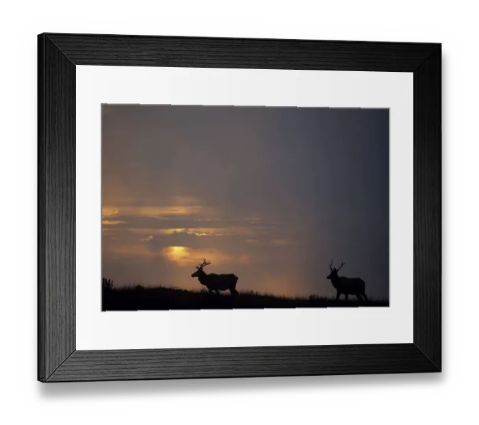 Framed Print : USA, California, Sunset, Tule Elk, Point Reyes National Seashore Framed Print : USA, California, Sunset, Tule Elk, Point Reyes National Seashore