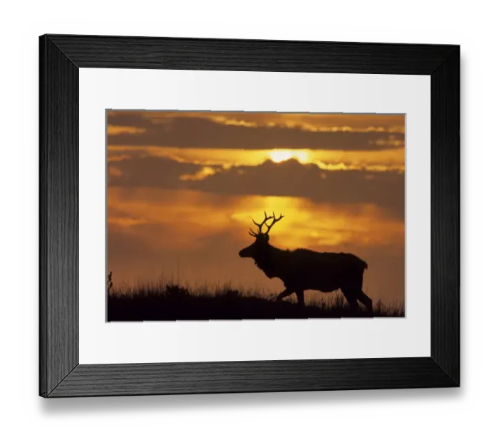 Framed Print : USA, California, Sunset, Tule Elk, Point Reyes National Seashore Framed Print : USA, California, Sunset, Tule Elk, Point Reyes National Seashore