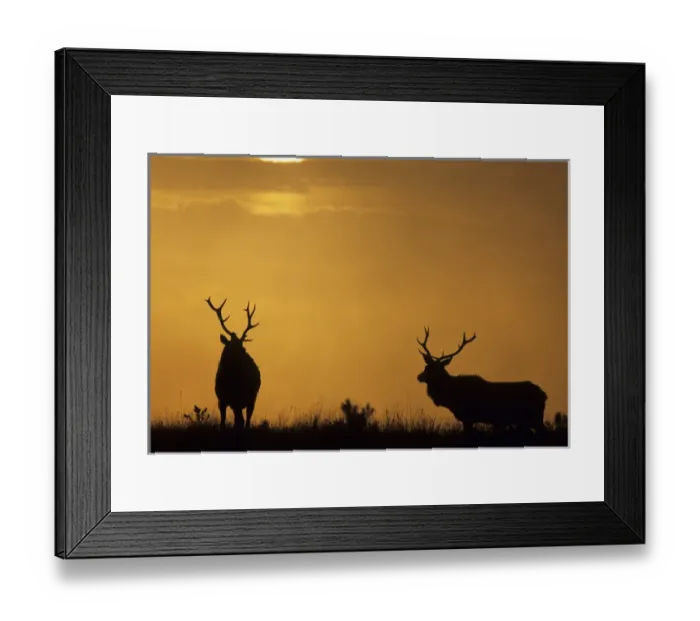 Framed Print : USA, California, Sunset, Tule Elk, Point Reyes National Seashore
