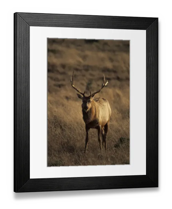 Framed Print : USA, California, Tule Elk, Point Reyes National Seashore Framed Print : USA, California, Tule Elk, Point Reyes National Seashore