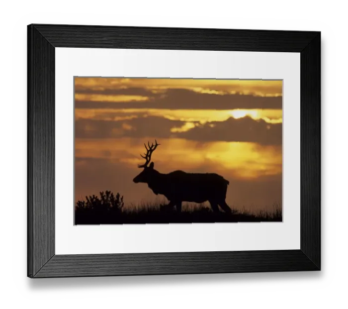 Framed Print : USA, California, Sunset, Tule Elk, Point Reyes National Seashore Framed Print : USA, California, Sunset, Tule Elk, Point Reyes National Seashore