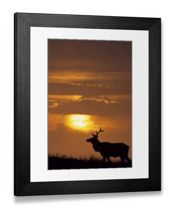 Framed Print : USA, California, Sunset, Tule Elk, Point Reyes National Seashore Framed Print : USA, California, Sunset, Tule Elk, Point Reyes National Seashore