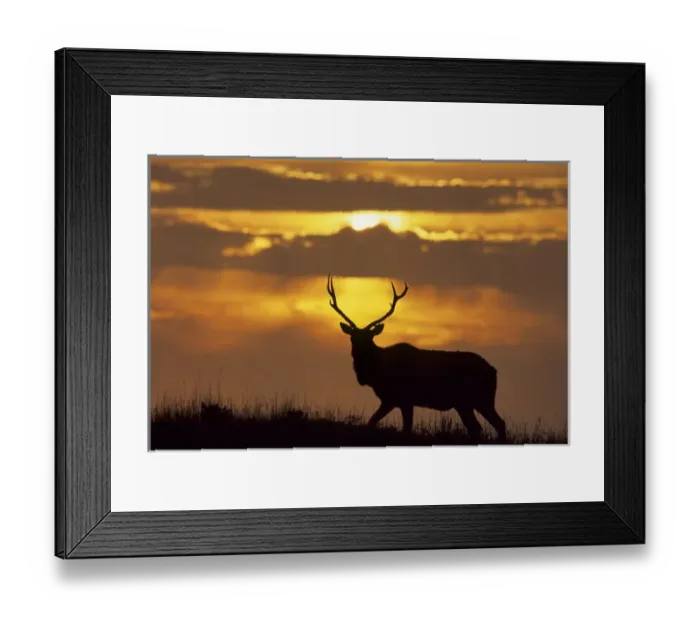 Framed Print : USA, California, Tule Elk, Point Reyes National Seashore Framed Print : USA, California, Tule Elk, Point Reyes National Seashore