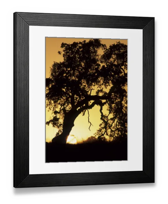 Framed Print : USA, California, Oak Tree, Sunset, Pinnacles National Monument Framed Print : USA, California, Oak Tree, Sunset, Pinnacles National Monument