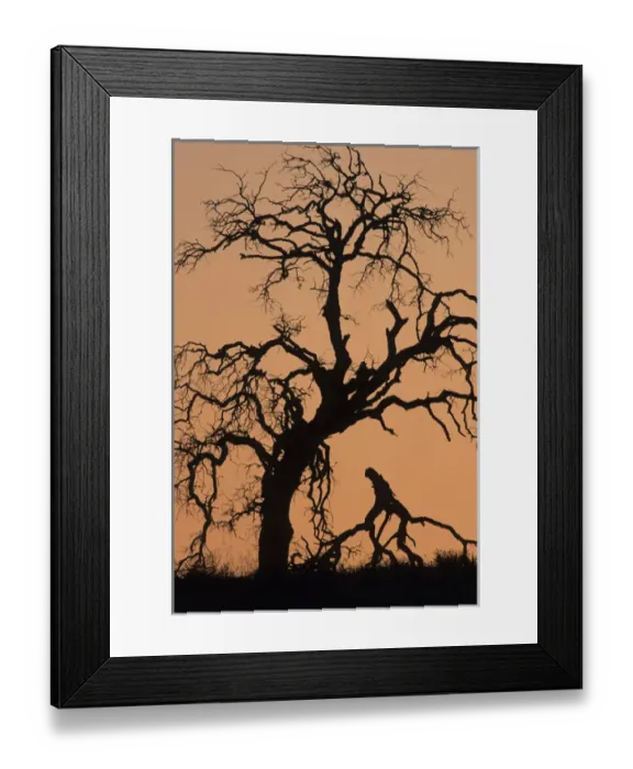 Framed Print : USA, California, Oak Tree, Sunset, Pinnacles National Monument Framed Print : USA, California, Oak Tree, Sunset, Pinnacles National Monument