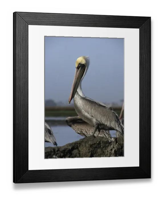 Framed Print : USA, California, Brown Pelicans, Monterey
