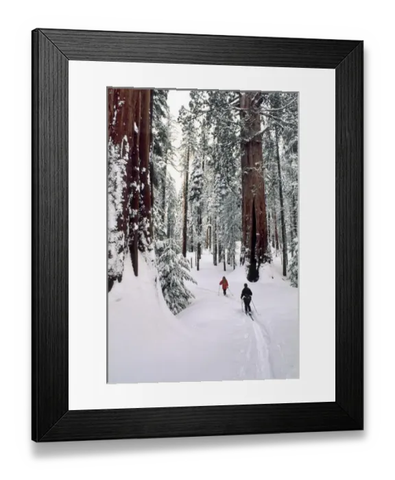 Framed Print : USA, California, Cross Country Skiing, Winter, Sequoia and Kings Canyon National Park Framed Print : USA, California, Cross Country Skiing, Winter, Sequoia and Kings Canyon National Park