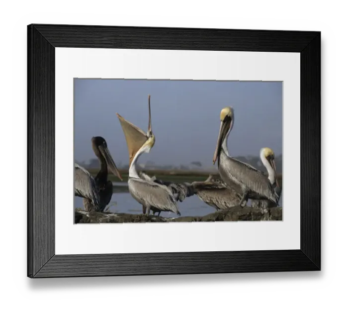Framed Print : USA, California, Brown Pelicans, Monterey Framed Print : USA, California, Brown Pelicans, Monterey
