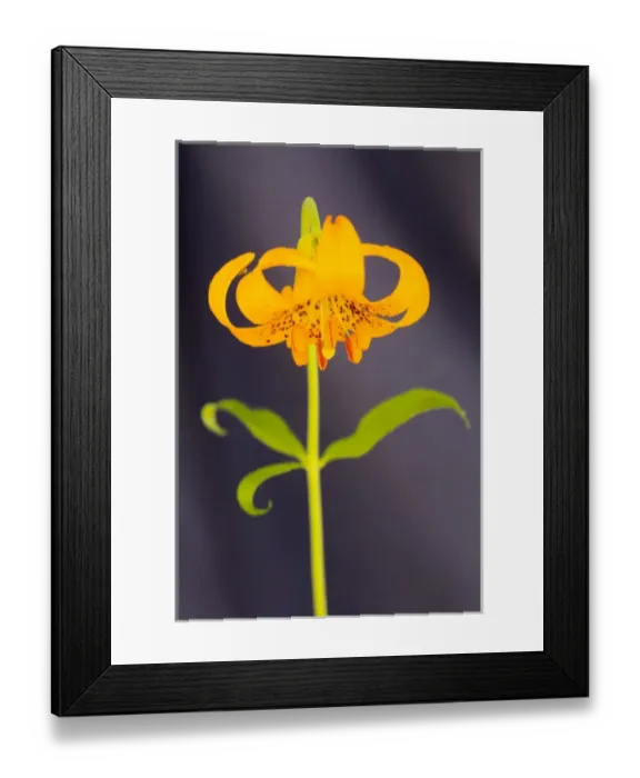 Framed Print : USA, California, Crescent City, Flower