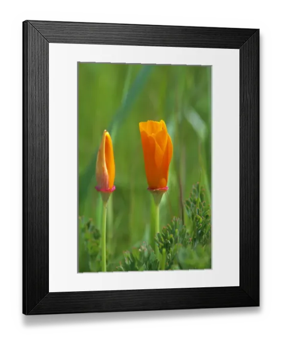 Framed Print : California golden poppies in a green field Framed Print : California golden poppies in a green field