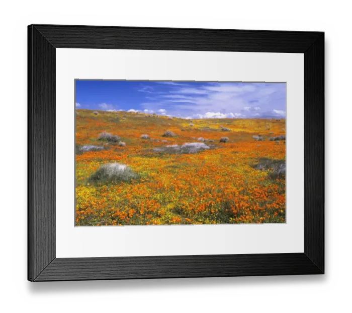 Framed Print : Wildflowers at the California Poppy Reserve near Lancaster, California Framed Print : Wildflowers at the California Poppy Reserve near Lancaster, California