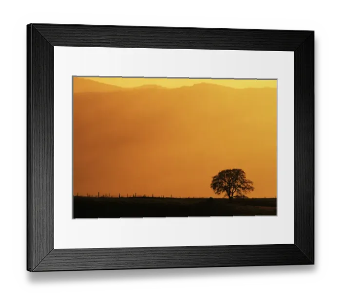 Framed Print : USA, California, Walnut Creek, Mount Diablo State Park, Lone oak tree at sunset Framed Print : USA, California, Walnut Creek, Mount Diablo State Park, Lone oak tree at sunset