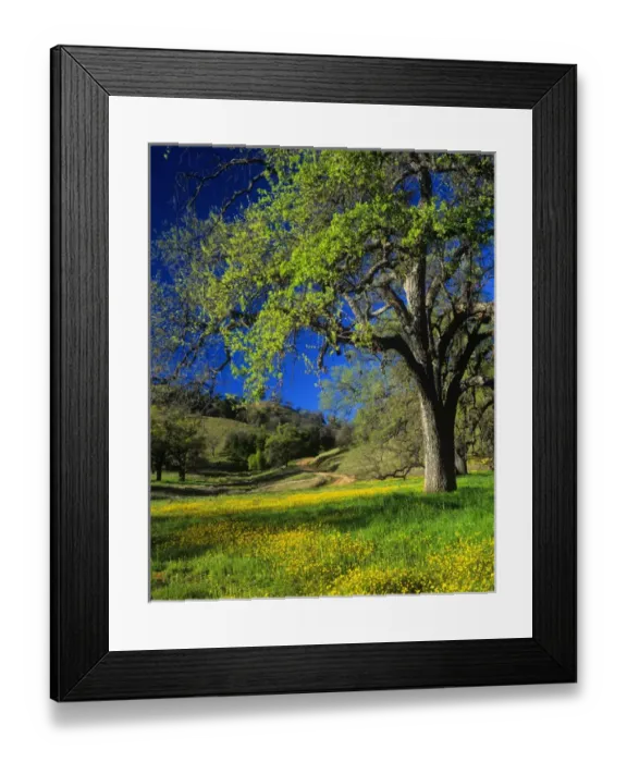 Framed Print : Oak trees and wildflowers cover the hillsides in Monterey County Framed Print : Oak trees and wildflowers cover the hillsides in Monterey County
