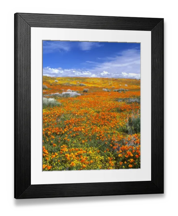 Framed Print : Wildflowers at the California Poppy Reserve near Lancaster, California Framed Print : Wildflowers at the California Poppy Reserve near Lancaster, California