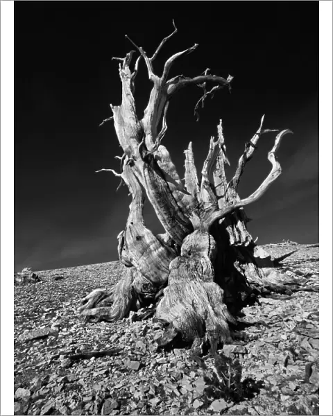 Ancient bristlecone pine tree clings to life on a rocky slope of the White Mountains