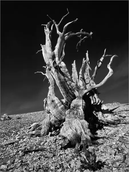 Ancient bristlecone pine tree clings to life on a rocky slope of the White Mountains
