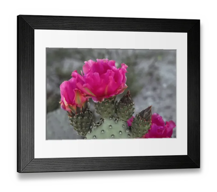 Framed Print : Beacertail cactus (Opuntia basilaris) in bloom, Anza-Borrego Desert State Park, California Framed Print : Beacertail cactus (Opuntia basilaris) in bloom, Anza-Borrego Desert State Park, California