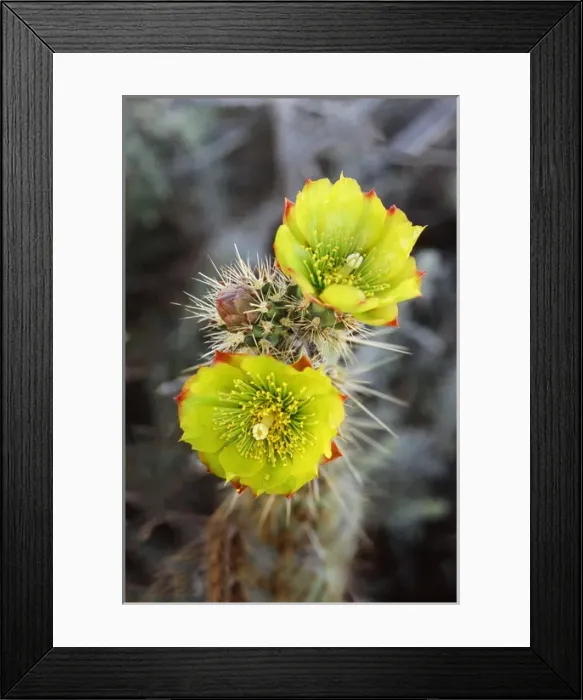 Framed Print : Teddy-bear cholla (Opuntia bigelovii) in bloom, Anza-Borrego Desert State Park, California Framed Print : Teddy-bear cholla (Opuntia bigelovii) in bloom, Anza-Borrego Desert State Park, California