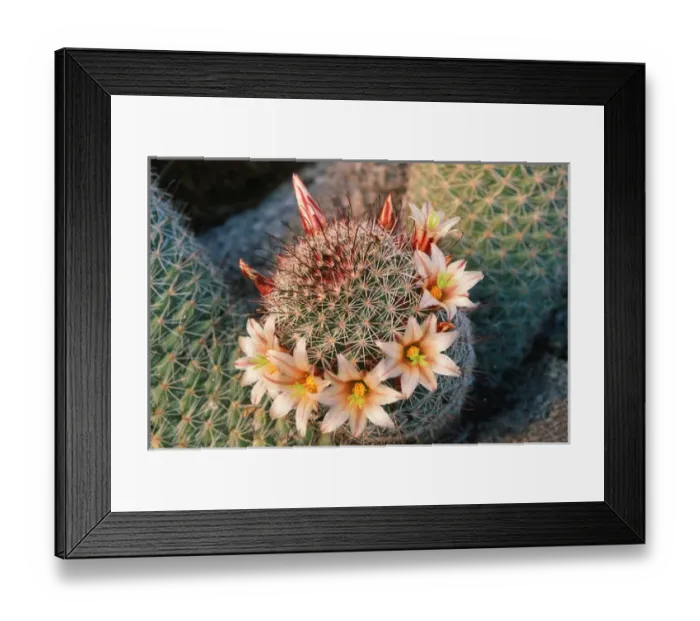 Framed Print : Fishhook cactus (Mammillaria dioica) in bloom, Anza-Borrego Desert State Park, California