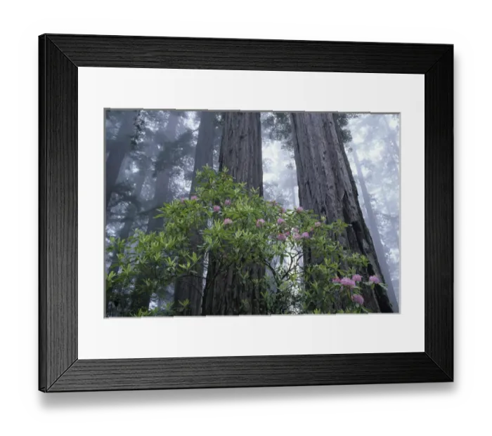 Framed Print : CA, Del Norte Coast Redwoods SP, Wild Rhododendrons with Coast Redwoods