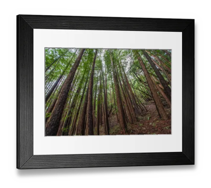 Framed Print : Forest Scene in Muir Woods State Park, Mill Valley, CA Framed Print : Forest Scene in Muir Woods State Park, Mill Valley, CA