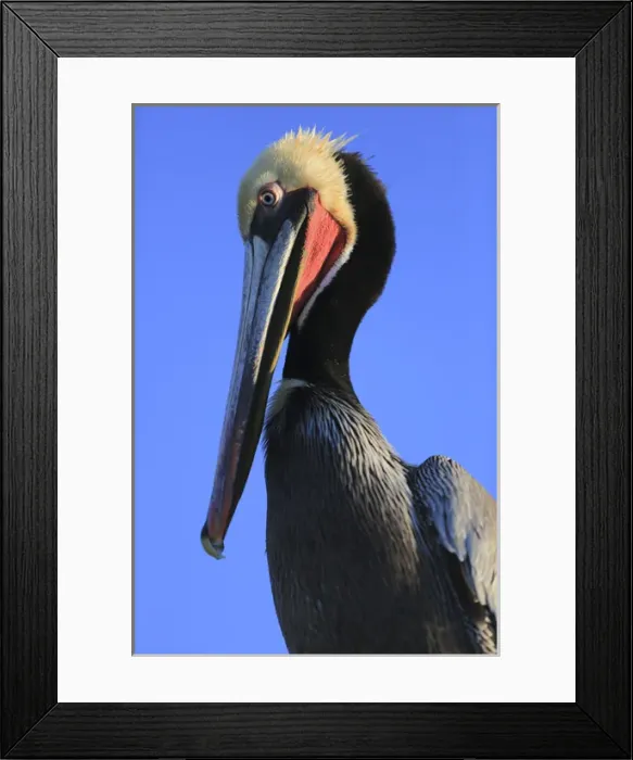 Framed Print : Shelter Island, San Diego, California. Pelican with large eyes bows its head Framed Print : Shelter Island, San Diego, California. Pelican with large eyes bows its head