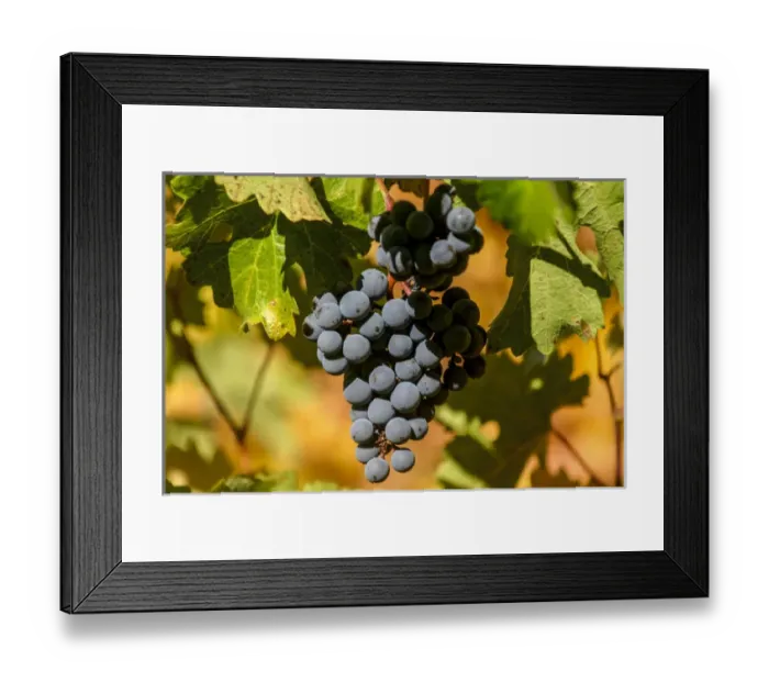 Framed Print : Napa, California. Bunch of Red Grapes Hanging from the Vine Framed Print : Napa, California. Bunch of Red Grapes Hanging from the Vine